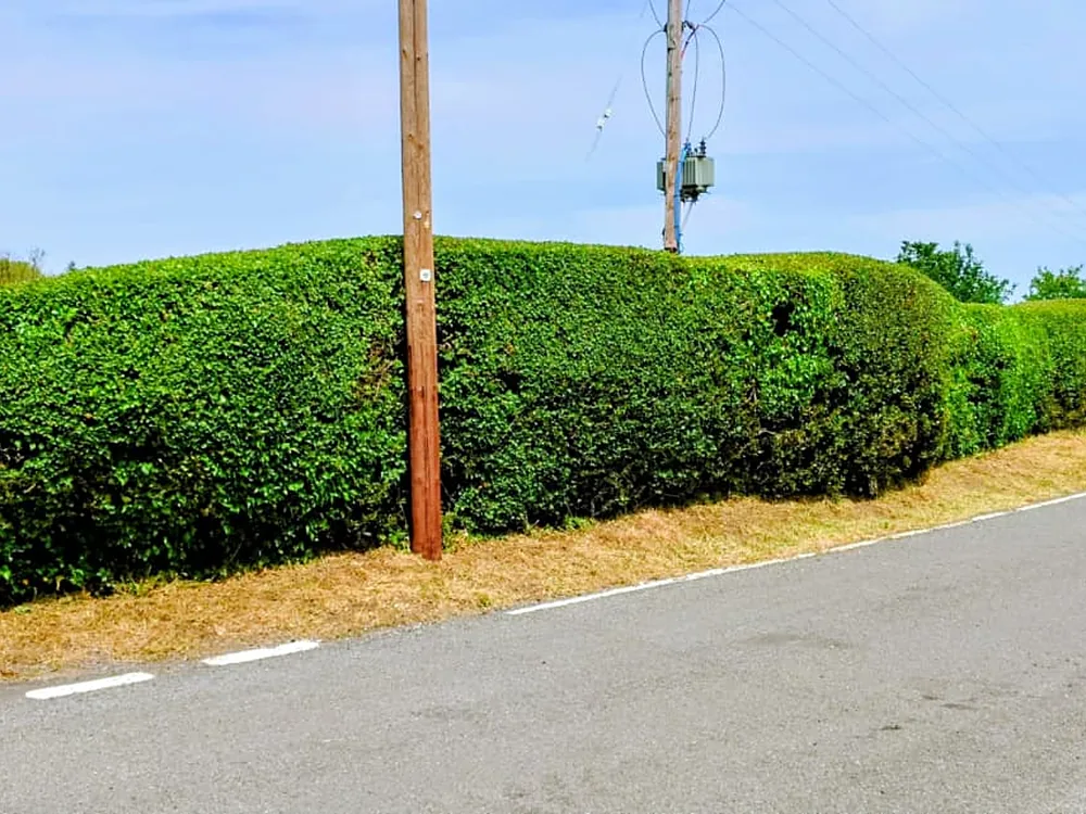 Long roadside hedge neatly trimmed along a country lane