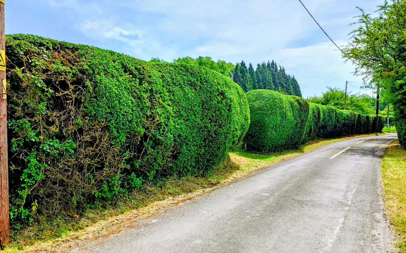 Hedge Trimming & Cutting
